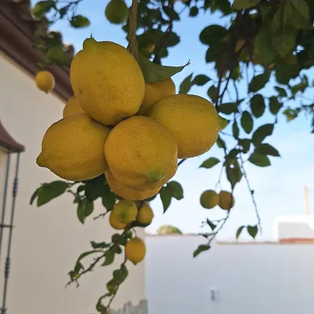 Tu Limonero * Chiclana de la Frontera