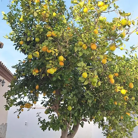Tu Limonero *